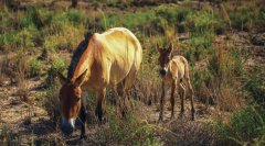 普氏野马