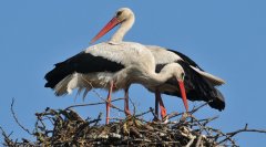 白鹳Ciconiaciconia