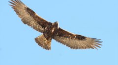 金雕Aquilachrysaetos