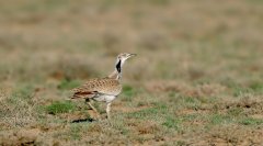 波斑鸨Chlamydotismacqueeni