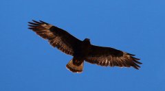 黑耳鸢Milvusmigranslineatus