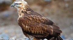 棕尾鴛Buteorufinus