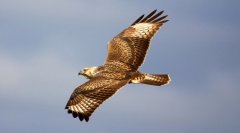 大鴛Buteohemilasius