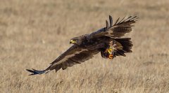 草原雕Aquilarapax