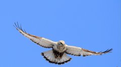 毛脚鴛Buteolagopus