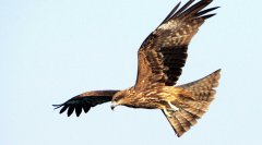 雀鹰Accipiternisus