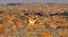 鹅喉羚Gazellasubgutturosa