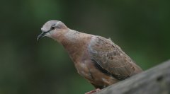 燕燕:隼Falcosubbuteo