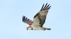 游隼Falcoperegrinus