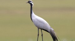 蓑羽鹤Anthropoidesvirgo