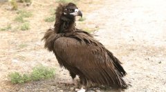 秃鹫Aegypiusmonachus