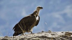 高山兀鹫Gypshimalayensis