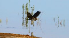 鱼鹰（鹗）Pandionhaliaetus