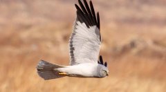 白尾鹤Circuscyaneus