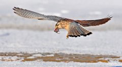 红隼Falcotinnunculus