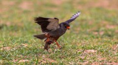 红脚隼Falcovespertinus