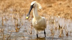 白琵鹭Platalealeucorodia