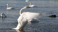 大天鹅Cygnuscygnus