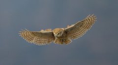 纵纹腹小鸮Athenenoctus