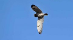 短耳鸮Asioflammeus