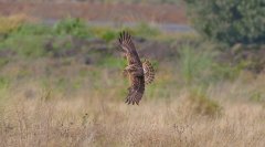 赤颈鵰鷉Podicepsgrisegena