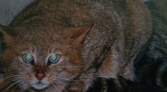 荒漠猫Felisbieti