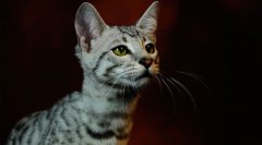 草原斑猫Felissilvestris